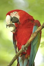 Portrait of red-and-green macaw (Ara chloropterus), claws, leg, beak, adult, captive