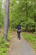 Woman riding a bicycle in the beech (Fagus) forest in the primeval forest on the Darß peninsula,