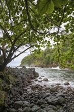 Pacific Coast at Onomea Bay Trail, Papaikou, Big Island, Hawaii, USA, North America