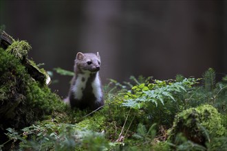 Beech marten (Martes foina), Bitburg, Rhineland-Palatinate, Germany, Europe