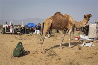 PUSHKAR, INDIA, NOVEMBER 20, 2012: Indian woman collecting camel camel dung for fire fuel at