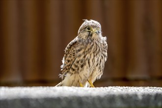 Common kestrel (Falco tinnunculus), young bird just becoming airworthy sitting on a wall, Volcanic