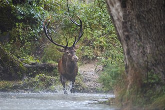 Red deer (Cervus elaphus), red deer, capital mountain deer crossing mountain river in rutting