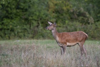 Red deer (Cervus elaphus), hind in a forest clearing