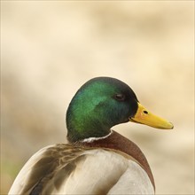 Mallard (Anas platyrhynchos), male, animal portrait, Chiemsee, Bavaria, Germany, Europe