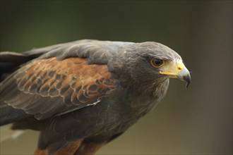 Harris's hawk (Parabuteo unicinctus), Buzzard, portrait, captive