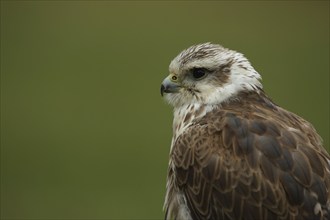 Steppe buzzard (Buteo buteo), portrait, light, captive