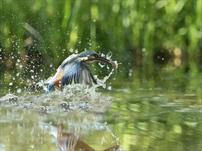 Common kingfisher (Alcedo atthis) fishing kingfisher flies up out of the water after hunting with