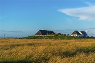 Hamburger Hallig, Reußenköge, North Frisia, dwelling mound, reed houses, grasses, sheep, evening