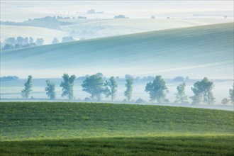 Moravian rolling landscape with row of trees in early morning haze. Moravia, Czech Republic, Europe