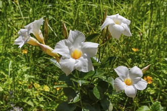 (Dipladenia), funnel flower false jasmine, white flowers, climbing plant, garden, flowers, green