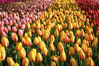 Blooming red tulips flowerbed in Keukenhof flower garden, also known as the Garden of Europe, one