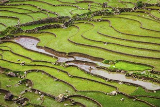 Rice field terraces (rice paddy fields) . Ta Van Village, Muong Hoa valley, popular tourist