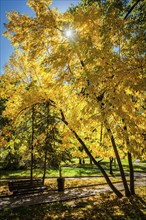 Autumn colors, fall in park with yellow leaves foliage trees