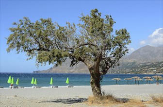 Tamarisk and parasols on the beach, Plakias, Crete, Greece, Europe