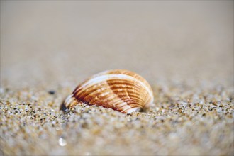 Common cockle (Cerastoderma edule) shell lying in the sand on a beach, near Tarragona, Catalonia,