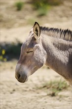 Donkey (Equus asinus), portrait, Spain, Europe