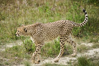 Cheetah (Acinonyx jubatus), walking, captive, distribution africa