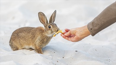 European rabbit (Oryctolagus cuniculus) foraging, eating from humans, man and nature, in sand dune,