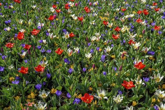 Flower splendour with colourful Tulips (Tulipa) and Crocus (Crocus) in spring, Keukenhof, Lisse,