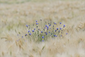 Grain field with cornflowers (Centaurea cyanus), North Rhine-Westphalia, Germany, Europe