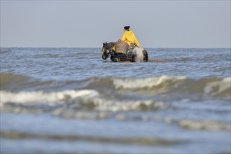 Horse fishermen with his trawl net catching Brown shrimp (Crangon crangon), Koksijde, North Sea