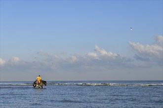 Horse fishermen catching Brown shrimp (Crangon crangon), Koksijde, North Sea coast, province of