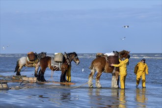 Horse fishermen catching Brown shrimp (Crangon crangon), Koksijde, North Sea coast, province of