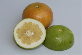 Grapefruits (Citrus x paradisi), Pampelmusen, Rautengewaechse, Rutaceae, Zitrusfruechte, citrus