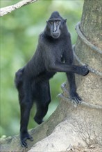 Sulawesi Crested Black Macaque (Macaca nigra), Schopfmakak /