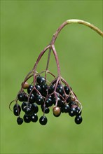 Elderberries, Germany, black elderberries, Europe, plants, honeysuckle family, Caprifoliaceae,