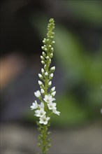 Speedwell (Veronica spicata)