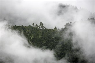 View from the Miradouro dos Balcoes viewpoint of surrounding trees in the fog, Ribeiro Frio,