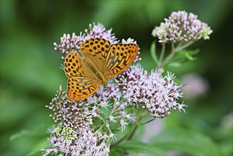 Silver-washed fritillary (Argynnis paphia), on common water eupatorium (Eupatorium cannabinum