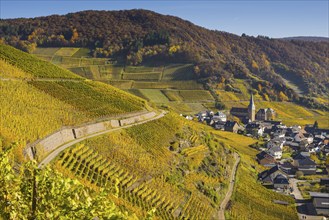 Vineyards in autumn, Mayschoß with parish church, red wine growing region Ahrtal, red wine of the