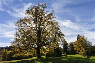 Maple tree in autumn colours, autumn leaves, near Oberstdorf, Oberallgäu, Bavaria Germany