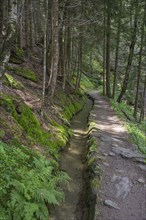 Hiking trail along the Ulfaser Waal, moss in Passeier, South Tyrol, Italy, Europe