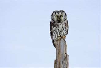 Tengmalm's Owl (Aegolius funereus), Tengmalm's Owl, adult, perch, in the snow, alert, in winter,