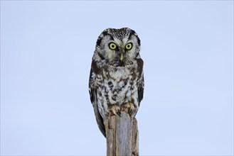 Tengmalm's Owl (Aegolius funereus), Tengmalm's Owl, adult, perch, in the snow, alert, in winter,