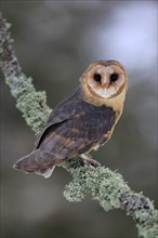 Central European barn owl (Tyto alba guttata), adult, perch, in winter, Šumava, Czech Republic,