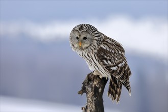 Ural Owl (Strix uralensis), adult, in winter, snow, perch, Bohemian Forest, Czech Republic, Europe