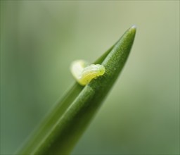 Small green caterpillar on a leaf, Bavaria, Germany, Europe