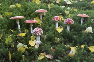 Fly agarics (Amanita muscaria), Emsland, Lower Saxony, Germany, Europe