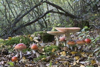 Fly agarics (Amanita muscaria), Emsland, Lower Saxony, Germany, Europe