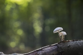 Porcelain fungi (Oudemansiella mucida), Emsland, Lower Saxony, Germany, Europe