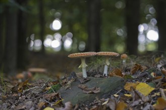 Fly agarics (Amanita muscaria), Emsland, Lower Saxony, Germany, Europe