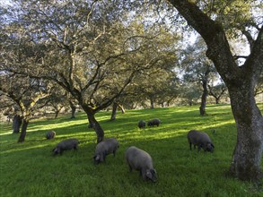 Grazing pigs and holm oaks (Quercus ilex) in the Sierra de Aracena, aerial view, drone shot, Huelva