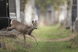 European roe deer (Capreolus capreolus), female, in cemetery, between gravestones, Vienna Central