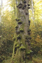 Common beech (Fagus sylvatica) deadwood overgrown with mossy tinder funguses (Fomes fomentarius),