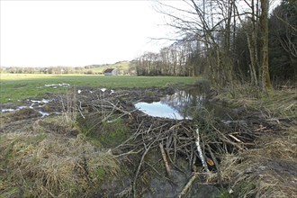 European beaver (Castor fiber) due to dammed stream flooding and damage in adjacent meadow, Allgäu,